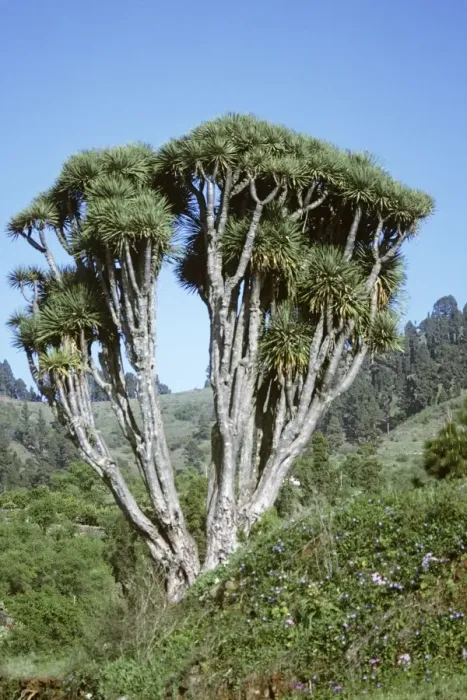 Framed Print : Dragon Tree La Palma Framed Print : Dragon Tree La Palma