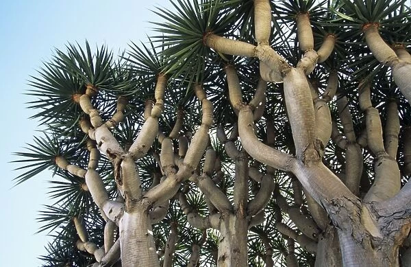 Dragon Tree - origin Madeira