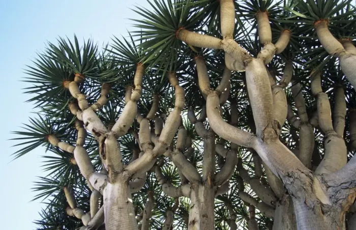 Framed Print : Dragon Tree - origin Madeira Framed Print : Dragon Tree - origin Madeira