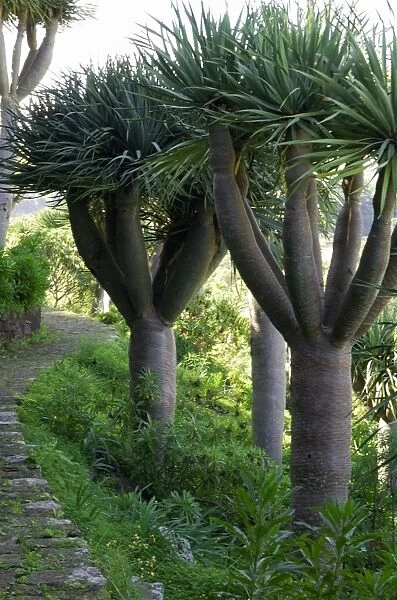 Dragon Trees. A slow growing tree from the Canary Islands, is long lived and may reach 9m high. A good number are to be found in the Botanical Gardens at Las Palmas, Gran Canaria. February. Common name Dragon's Blood Tree
