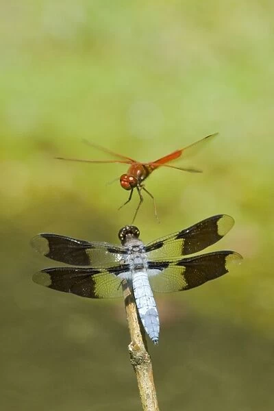 Dragonflies--Cardinal Meadowhawk (Sympetrum illotum) male and Common Whitetail (Libellula lydia) male