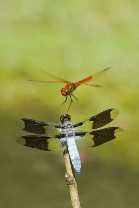 Framed Print : Dragonflies--Cardinal Meadowhawk (Sympetrum illotum) male and Common Whitetail (Libellula lydia) male Framed Print : Dragonflies--Cardinal Meadowhawk (Sympetrum illotum) male and Common Whitetail (Libellula lydia) male