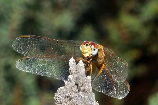 Dragonfly - female. Camargue - Bouche du Rhone- Provence - PACA