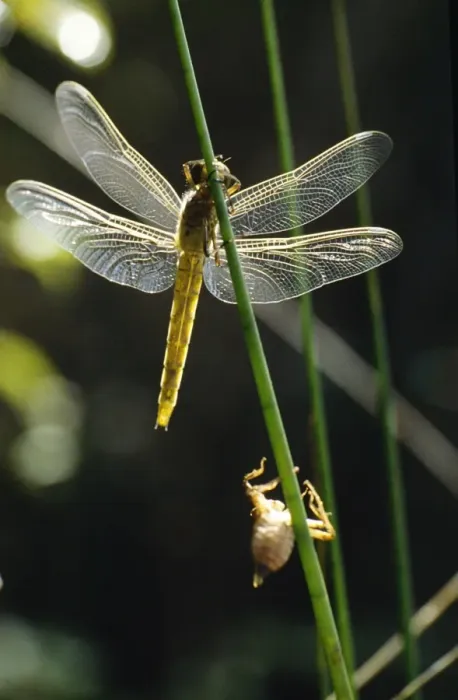 Framed Print : Dragonfly - newly emerged with exuvia Framed Print : Dragonfly - newly emerged with exuvia