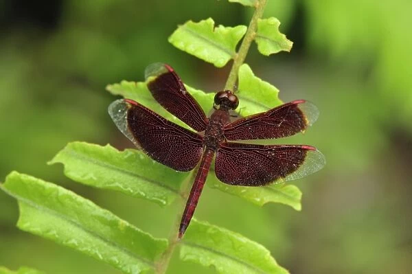 dragonfly - Red Grasshawk - Tanjung Puting National Park - Kalimantan - Borneo - Indonesia