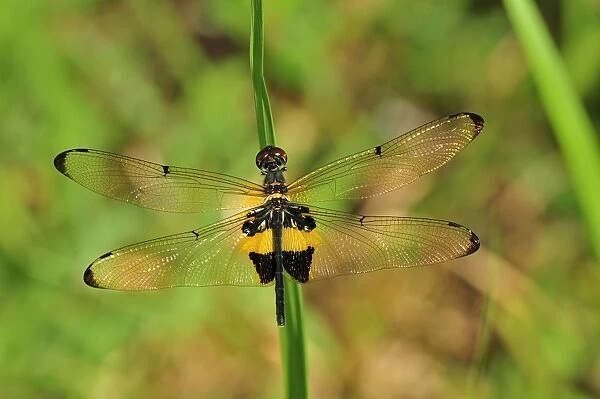 dragonfly - Tanjung Puting National Park - Kalimantan - Borneo - Indonesia. Order: Odonata