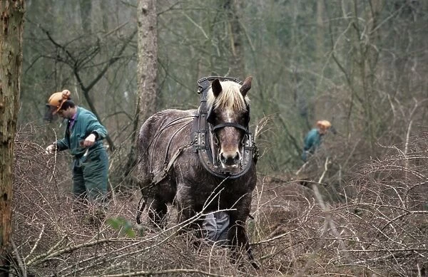Draught Horse - with man working in woods