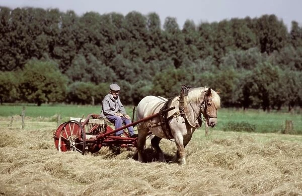 Draughthorse - with farmer haymaking