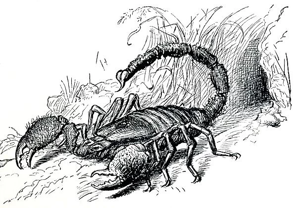 Drawing - Scorpion in defensive posture with sting deployed