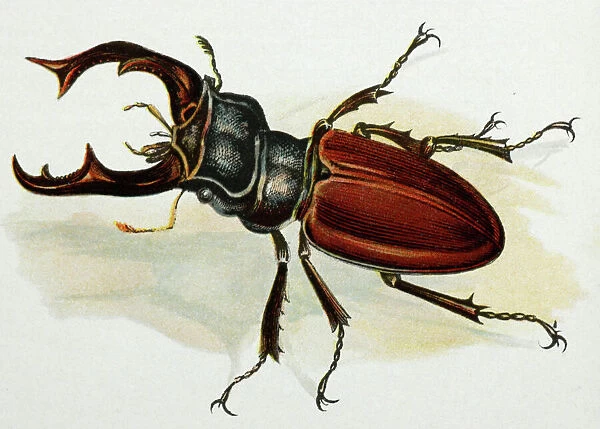 Drawing - Stag beetle, male, old artwork Europe's largest beetle