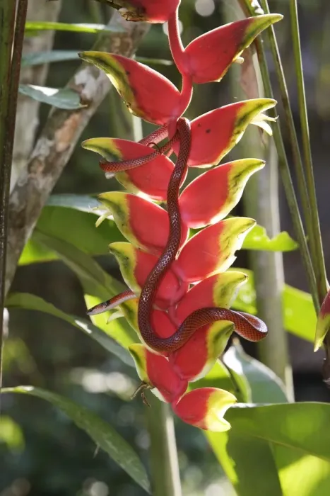 Framed Print : Drepanoides anomalus - on heliconia sp. Manu Wildlife Centre Peru