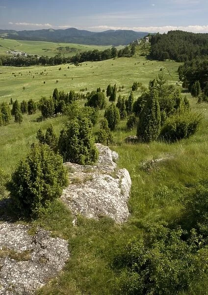 Drevenik Nature Reserve, on a Travertine ridge (a type of extensive tufa, like limestone). Slovakia. With masses of juniper trees