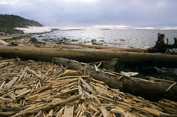 Driftwood - accumulating in Yenisey-river gulf - a typical scene on a Kara-sea shore. It consist of wood from lost logging rafts, trees washed away up Yenisey-river and a lot of rubbish. Russian Arctic near Dikson