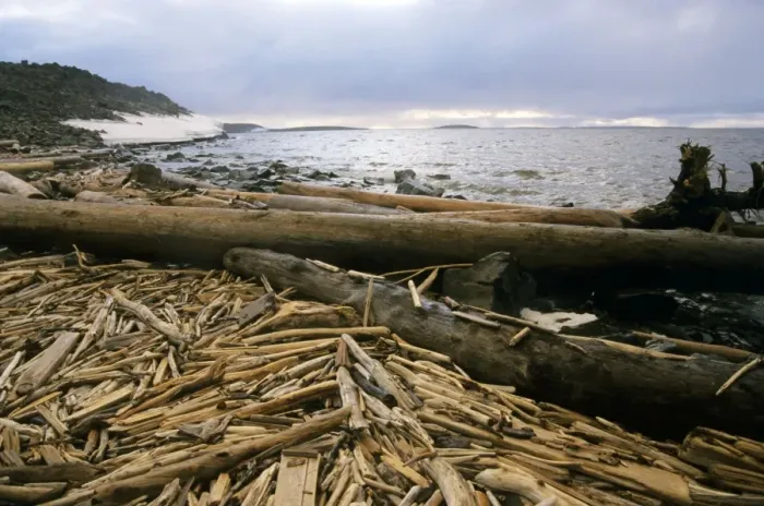 Framed Print : Driftwood - accumulating in Yenisey-river gulf - a typical scene on a Kara-sea shore. It consist of wood from lost logging rafts, trees washed away up Yenisey-river and a lot of rubbish. Russian Arctic near Dikson Framed Print : Driftwood - accumulating in Yenisey-river gulf - a typical scene on a Kara-sea shore. It consist of wood from lost logging rafts, trees washed away up Yenisey-river and a lot of rubbish. Russian Arctic near Dikson