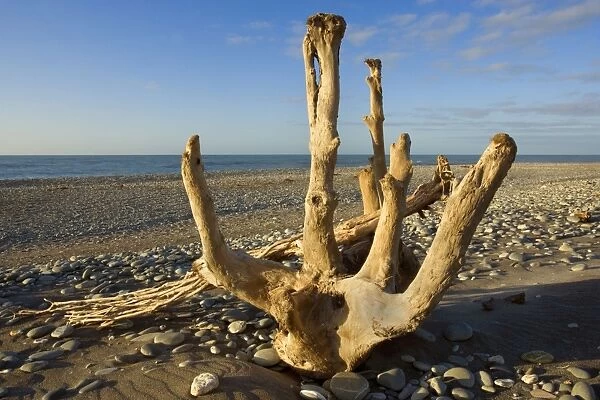 Driftwood by the power of water beautifully sculpted driftwood washed ashore at Gillespies Beach Westland National Park, West Coast, South Island, New Zealand