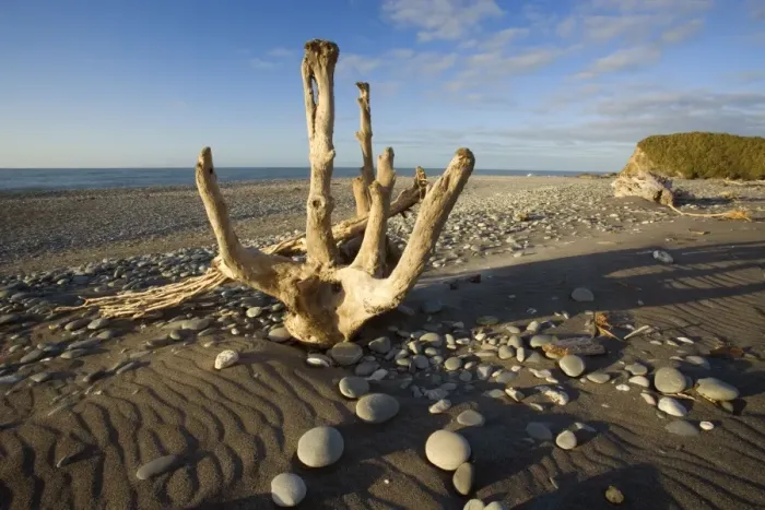 Framed Print : Driftwood - by the power of water beautifully sculpted driftwood washed ashore at Gillespies Beach Westland National Park, West Coast, South Island, New Zealand Framed Print : Driftwood - by the power of water beautifully sculpted driftwood washed ashore at Gillespies Beach Westland National Park, West Coast, South Island, New Zealand