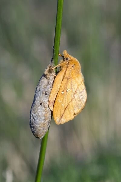 Drinker Moth - on cocoon - UK