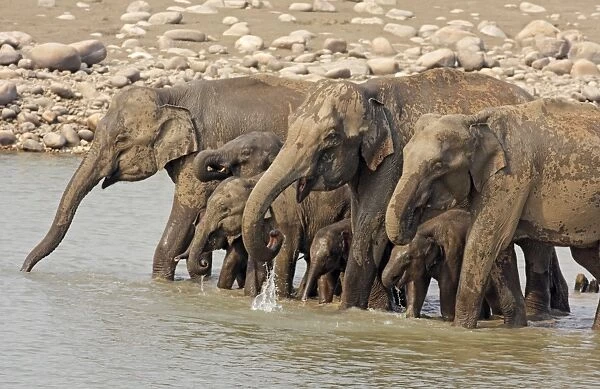 Drinking session of Indian  /  Asian Elephants in the river Ramganga, Corbett National Park, India