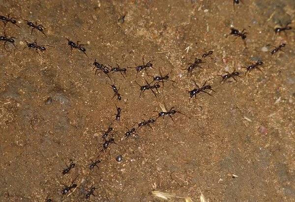 Driver Ants - hunting party Uganda, Africa