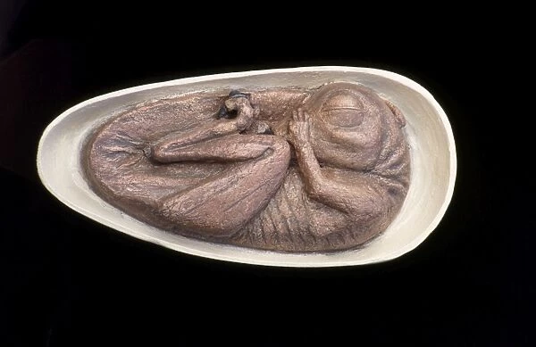 Drodromeus Makelei Embryo DInosaur - artist conception based on cat scan