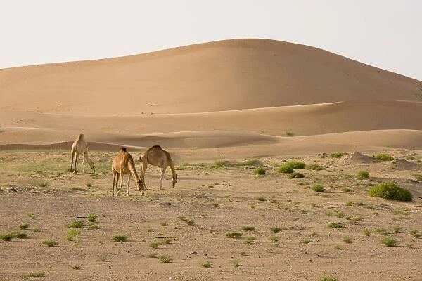 Dromedary  /  Arabian Camel - feeding in the desert - Abu Dhabi - United Arab Emirates