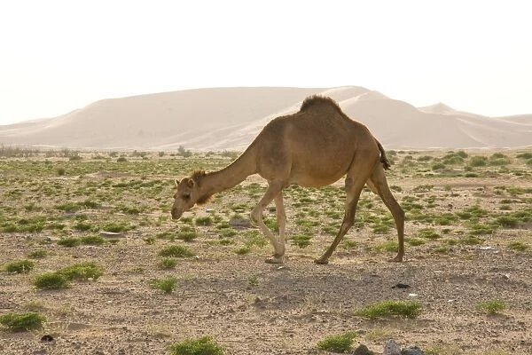 Dromedary  /  Arabian Camel - walking in the desert - Abu Dhabi - United Arab Emirates