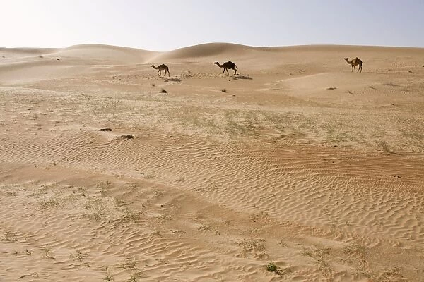 Dromedary  /  Arabian Camels - walking through the desert - Abu Dhabi - United Arab Emirates