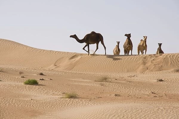 Dromedary  /  Arabian Camels - walking through the desert - Abu Dhabi - United Arab Emirates