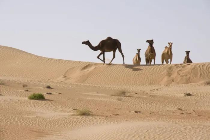 Framed Print : Dromedary / Arabian Camels - walking through the desert - Abu Dhabi - United Arab Emirates Framed Print : Dromedary / Arabian Camels - walking through the desert - Abu Dhabi - United Arab Emirates
