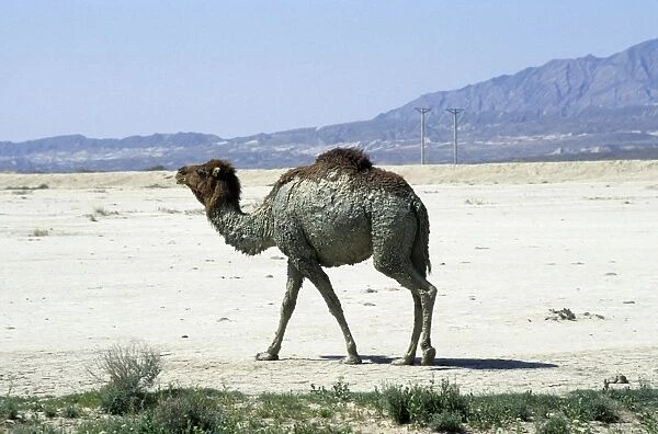 Dromedary  /  Arabian  /  One-humped Camel - after bathing in muddy puddle - in desert landscape near Nibetdag - Turkmenistan - Spring - April Tm31. 0371