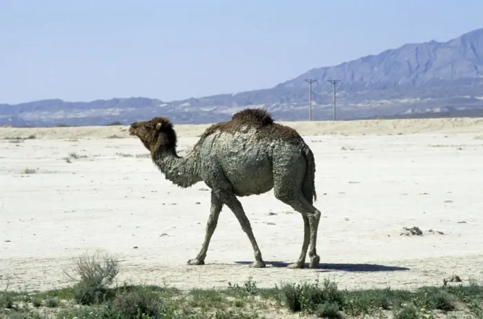 Framed Print : Dromedary / Arabian / One-humped Camel - after bathing in muddy puddle - in desert landscape near Nibetdag - Turkmenistan - Spring - April Tm31. 0371 Framed Print : Dromedary / Arabian / One-humped Camel - after bathing in muddy puddle - in desert landscape near Nibetdag - Turkmenistan - Spring - April Tm31. 0371