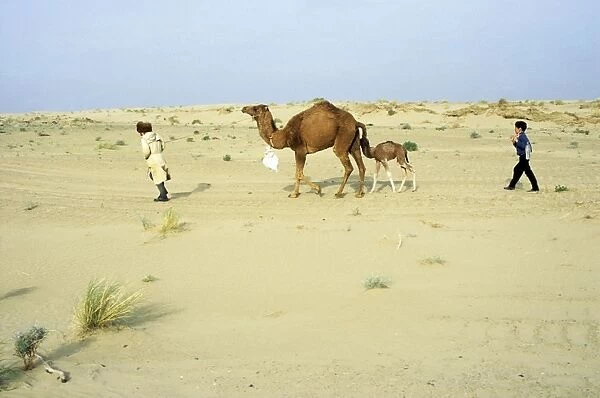 Dromedary Camel  /  Arabian Camel  /  One-humped Camel
