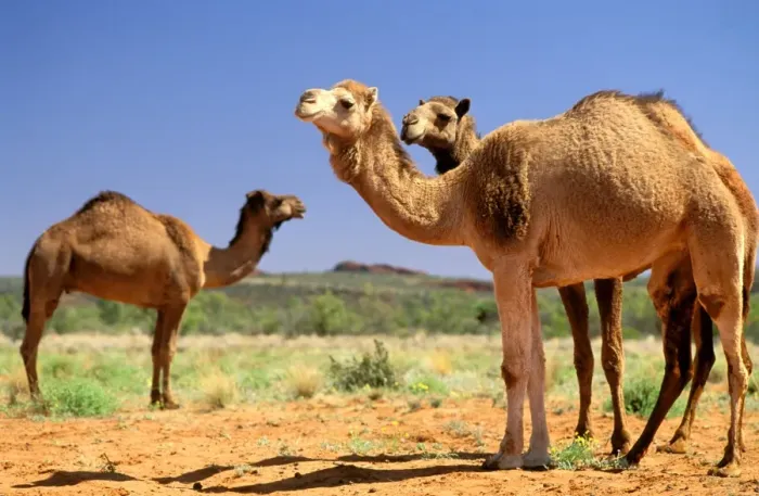 Framed Print : Dromedary Camel - Central Australia JPF28560