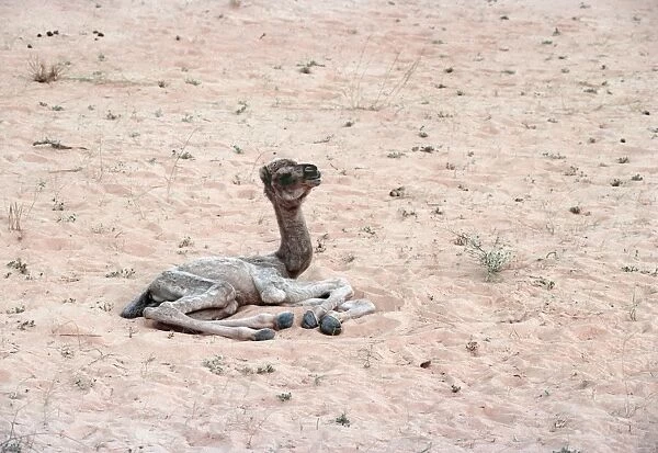 Dromedary Camel - Newborn GKB 602 Saudi Arabia © G. K. Brown  /  ARDEA LONDON
