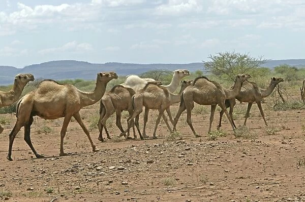 Dromedary Camel. Samburu National Park - Kenya - Africa