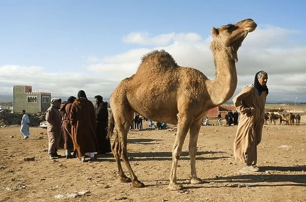 Dromedary Camel - at the Saturday camel market of Guelmim