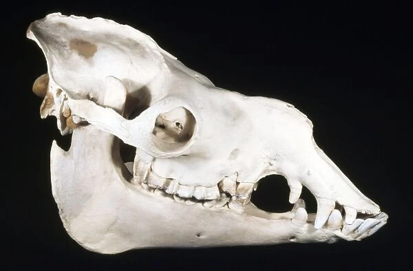 Dromedary Camel Skull - male - dry grasslands - north Africa