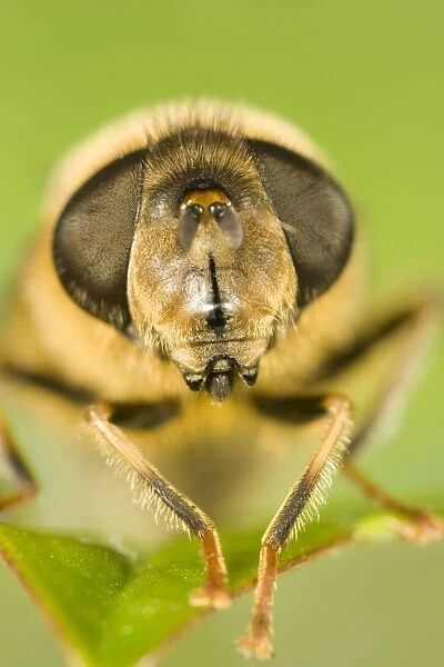 Drone-fly Close up of Face and Eyes