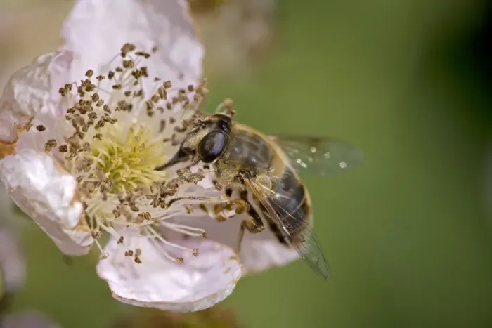 Framed Print : Drone Fly-(Eristalis tenax)- England- UK-Type of Hover-fly-Family Syrphidae- sipping nectar from blackberry blossom- abundant on many kinds of flowers from April until September Framed Print : Drone Fly-(Eristalis tenax)- England- UK-Type of Hover-fly-Family Syrphidae- sipping nectar from blackberry blossom- abundant on many kinds of flowers from April until September