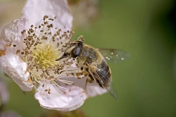 Drone Fly-(Eristalis tenax)- England- UK-Type of Hover-fly-Family Syrphidae- sipping nectar from blackberry blossom- abundant on many kinds of flowers from April until September