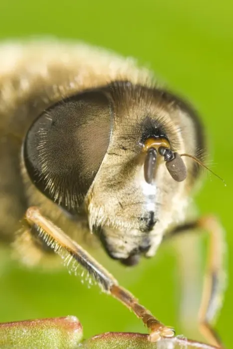 Framed Print : Drone Fly - showing Eye Framed Print : Drone Fly - showing Eye