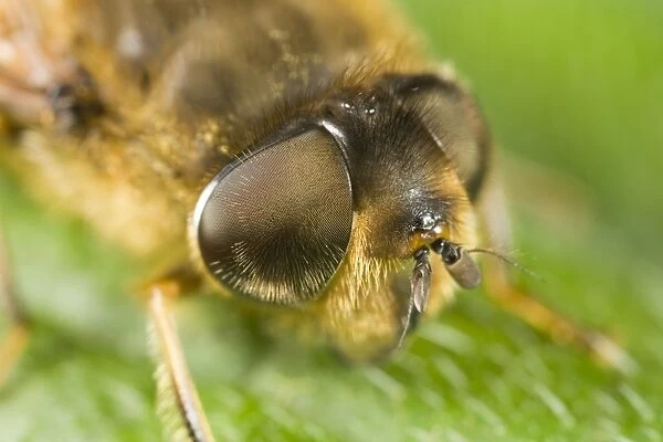 Drone Fly - showing eyes Norfolk UK