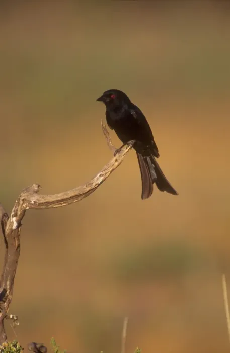 Framed Print : Drongo Showing forked tail and red eye. Samburu. Kenya. Africa Framed Print : Drongo Showing forked tail and red eye. Samburu. Kenya. Africa