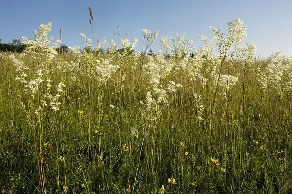 Dropwort (Filipendula vulgaris) - widespread plant of calcareous grassland. Also grown in gardens