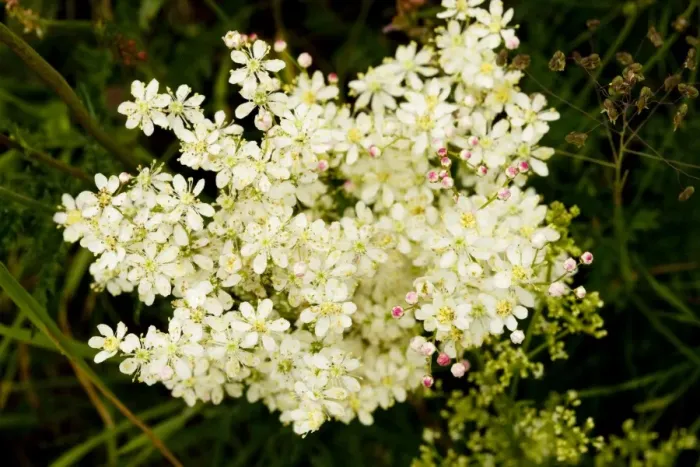 Framed Print : Dropwort (Filipendula vulgaris) - widespread plant of calcareous grassland. Also grown in gardens Framed Print : Dropwort (Filipendula vulgaris) - widespread plant of calcareous grassland. Also grown in gardens