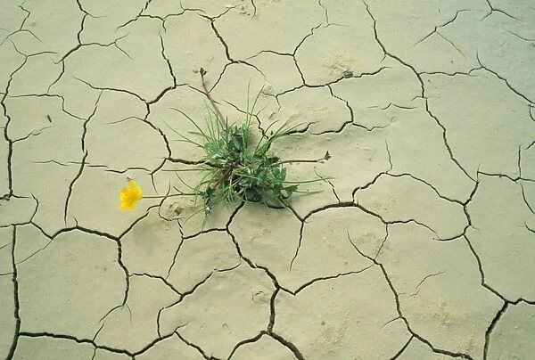 Drought - Buttercup growing in cracked earth