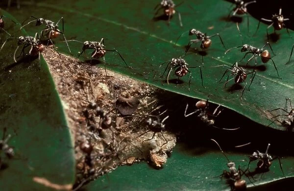 Drummer ants - warning off possible predators by banging their abdomens against their nest and adjacent leaves
