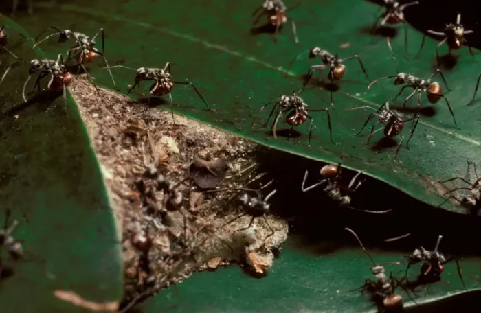Framed Print : Drummer ants - warning off possible predators by banging their abdomens against their nest and adjacent leaves Framed Print : Drummer ants - warning off possible predators by banging their abdomens against their nest and adjacent leaves