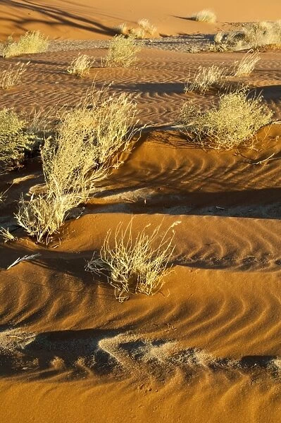 Dry grasses and sand pattern - Namib desert - Sossusvlei area - Namibia