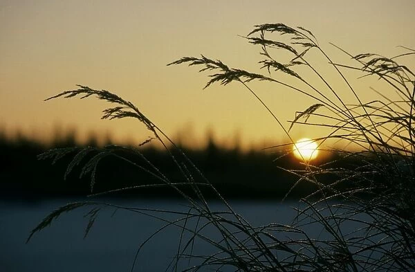 Dry grasses in sunrise over frozen river Hudosey, a tributary of river Taz, and taiga-forest; above the Polar Circle